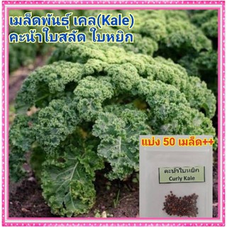 เมล็ดพันธุ์ เคล Kale แบ่งประมาณ 50 เมล็ด++ คะน้าใบสลัด Curly Green Kale คะน้ากินใบ ปลูกง่าย โตเร็ว​