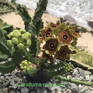 เก๋งจีนเด็ดสด เพชรตาแมวCaralluma Crenulata