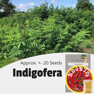 [Plantfilled] Indigofera Seeds for Planting | Approx. 20 Seedsseeds/种子/帽子/苹果/上衣/文胸/向日葵/儿童/鲜花/内裤/ UBXX