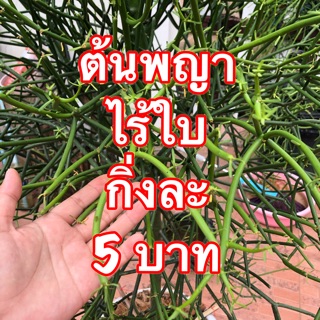 ต้นพญาไร้ใบ ต้นไม้ฟอกอากาศยอดฮิต (ลดพิเศษ ขั้นต่ำ30 บาทขึ้นไป)