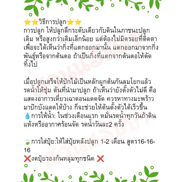 มะม่วงสามฤดูเปรี้ยว-ผลดิบเปรี้ยว-ผลสุกหวาน-ส่งkerry