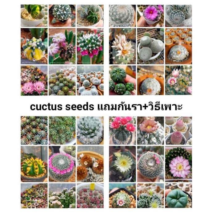 รูปภาพสินค้าแรกของเมล็ดแคคตัส cactus seeds เมล็ดเก็บใหม่ เทสเมล็ดทุกรอบค่ะ  5 ฟรี 1  ร้านเลือกแถมให้ งอกดี ไม่ปลอม