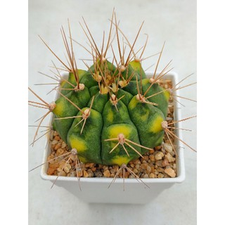 Cake Cactus Farm กระบองเพชร Gymnocalycium variegated ยิมโนด่างเขียวเหลือง ต้นใหญ่