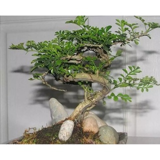 ต้นมะสัง บอนไซ Feroniella lucida (Scheff.) Swingle ไม้ยืนต้นที่นิยมนำมาทำไม้ดัด พร้อมกระถางนาด4.5นิ้ว