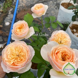 Flower Garden F439 กุหลาบอังกฤษ 💐จูเลียต(Juliet) กลิ่นหอม กุหลาบตัดดอก ทรงพุ่ม