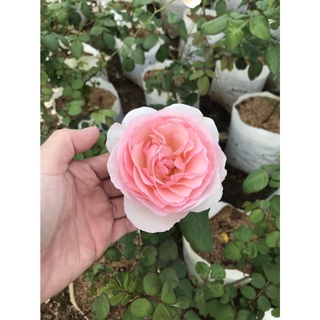 กุหลาบซารีฟา ดอกหอมมาก English rose Sharifa asma กลิ่นดอกหอมแรง ดอกใหญ่ แข็งแรง กลีบซ้อน ส่งแบบติดดอก ในถุงขาว 8นิ้ว