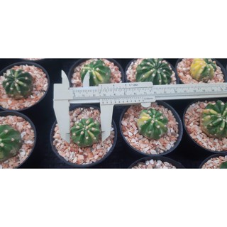 10 ต้น 100.- กระบองเพชร อิชินอปซิสด่าง, ดาวล้อมเดือนด่าง (Echinopsis variegata)