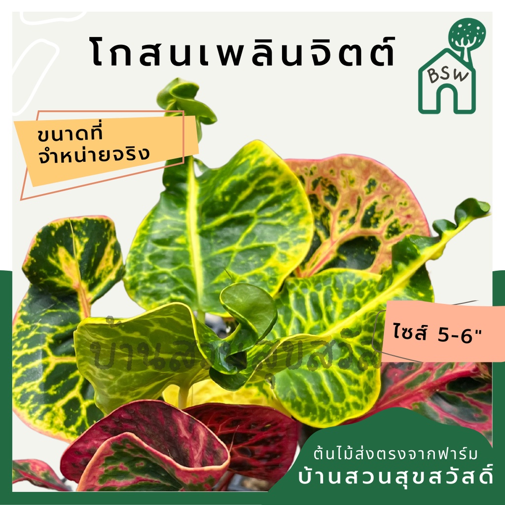 โกสนเพลินจิต-กระถาง-5-6-นิ้ว-ต้นโกสน-เป็นไม้แดด-ไม้ด่างสวย-ใบสีสันสดใส