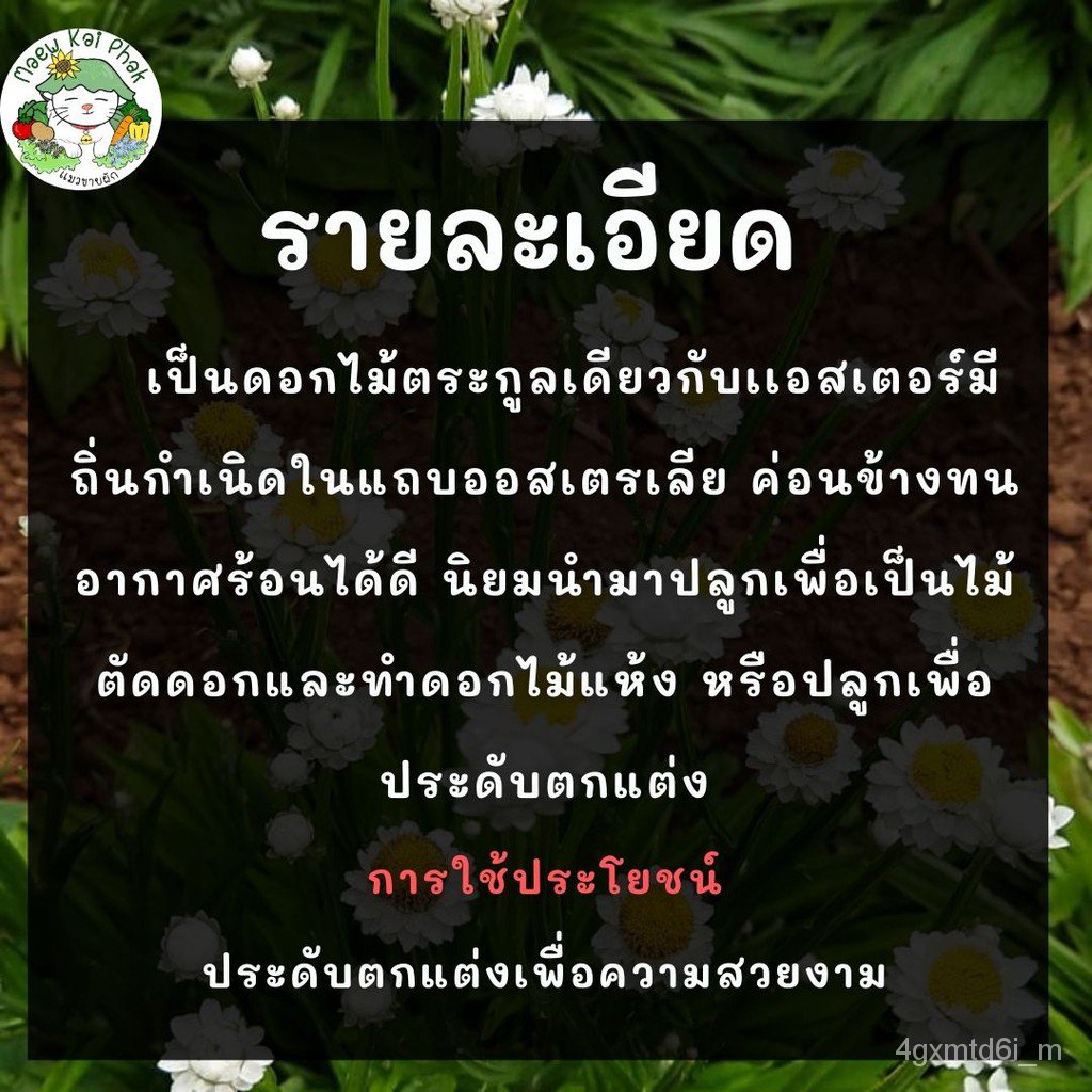 ผู้ค้าส่งเมล็ดพันธุ์-เมล็ดพันธุ์-แอมโมเบียม-200-เมล็ด-ทำดอกไม้แห้ง-ammobium-alatum-เมล็ดพันธุ์แท้-นำเข้าจากต่างประเท