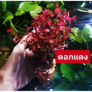 ภาพขนาดย่อของสินค้าไม้น้ำ​พร้อมกระถาง​ ​(5แถม1) แต่งตู้ปลา ไม่ใช้co2