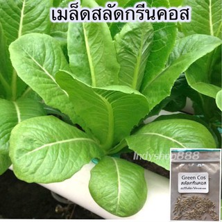 เมล็ดพันธุ์ สลัดกรีนคอส ผักกสวนครัว 200 เมล็ด [10 แถม 1 คละได้]