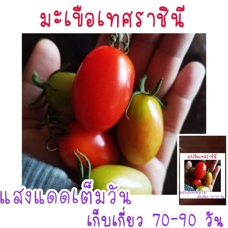 30-เมล็ด-มะเขือเทศราชินี-เมล็ดพันธุ์มะเขือเทศ-เมล็ดพันธุ์มะเขือเทศราชินี