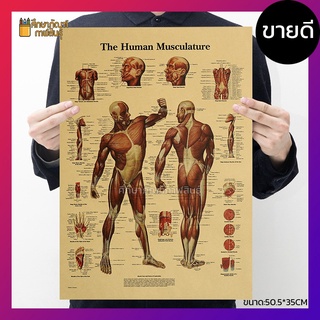 ระบบ กล้ามเนื้อมนุษย์ Human Musculature Muscle Anatomy ภาพโปสเตอร์ ร่างกายมนุษย์ สไตล์วินเทจ เพื่อการศึกษาเรียนรู้