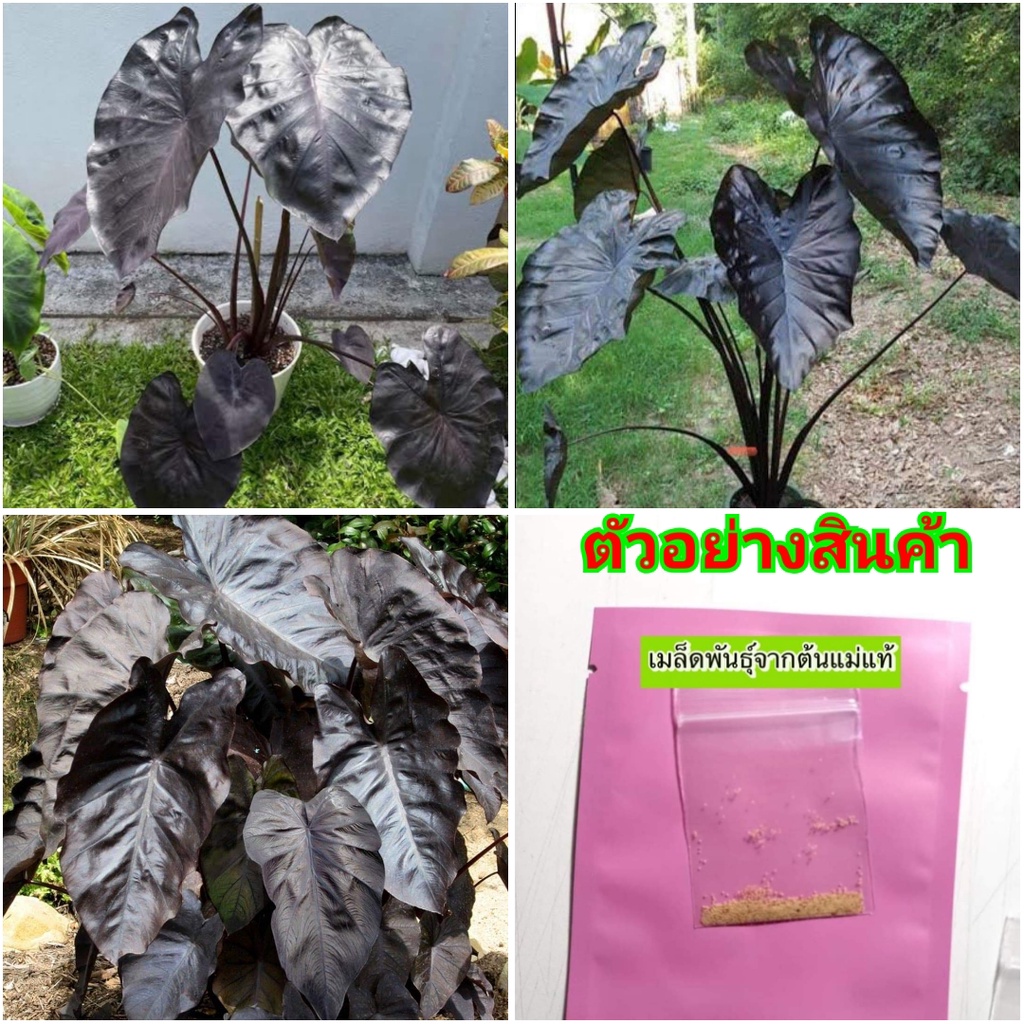 ขาย-เมล็ด-บอนดำแบล็คโครอล-บอนดำ-บอนสีดำ-บอน-สี-ดำ-colocasia-black-coral-อยู่เย็น