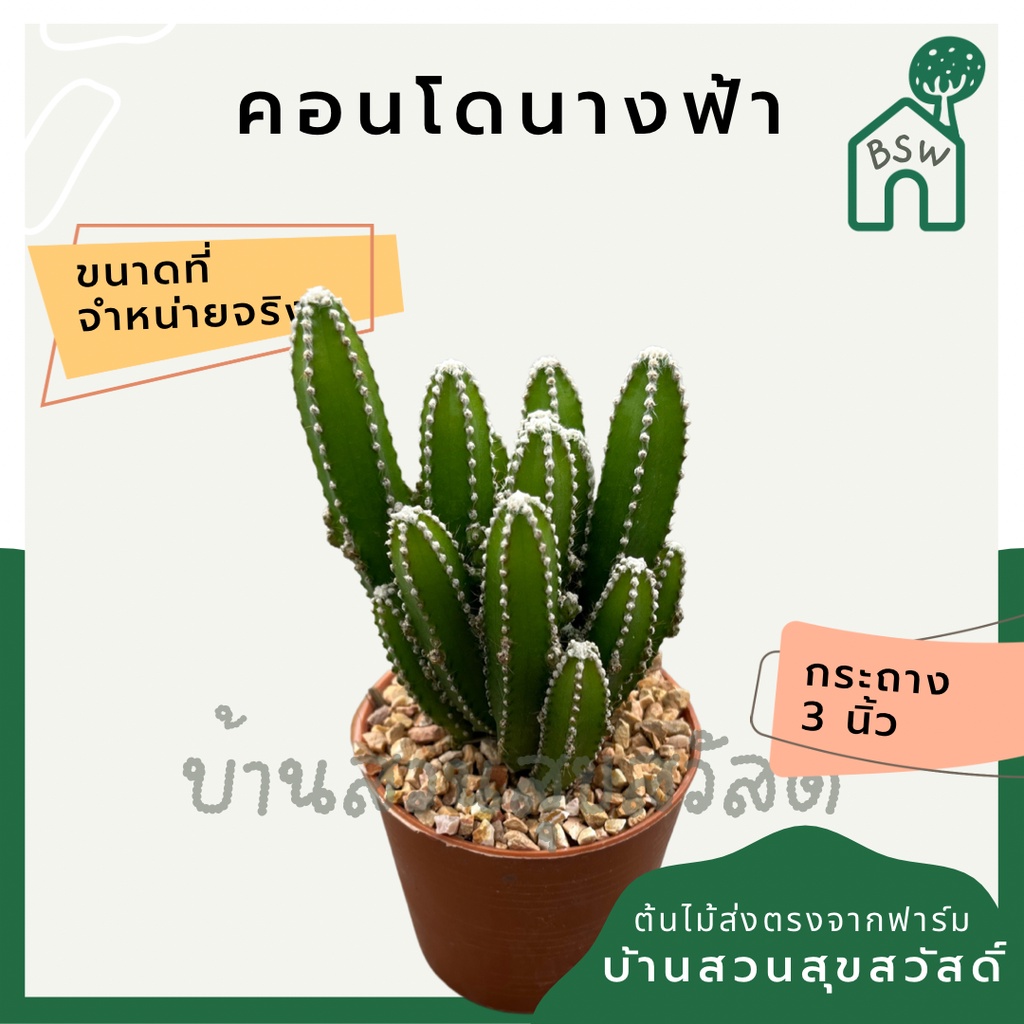 แคคตัส-คอนโดนางฟ้า-พันธุ์ต้นใหญ่-กระบองเพชร