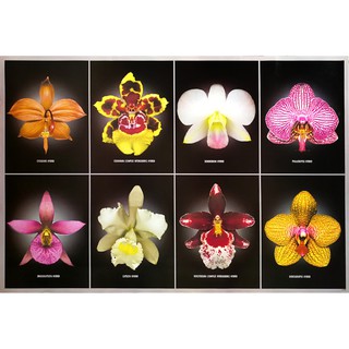 โปสเตอร์ ดอกไม้ ดอกกล้วยไม้ Orchids POSTER 24”x35” Inch Cycnoches Dendrobium Cattleya Vuylstekeara Colmanara Hybrid