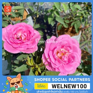 Flower Garden F413 กุหลาบ มอญไกลกังวล Pink damask rose ออกดอกทั้งปี กลิ่นหอมแรง ใช้ทำน้ำอบ สกัดน้ำหอม ขนาดถุงใหญ่ M