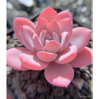 Cactus Succulent Flower Seeds上衣/男装/木瓜/玫瑰/裙子/母婴/芹菜/种子/园艺/内裤/ RREH