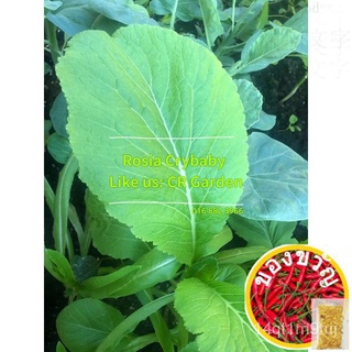 Spring Vegetables 30 Seeds Haruna 30เม็ดมักกะโรนี/ขึ้นฉ่าย/มะละกอ/กางเกง/​​กระโปรง/seeds/เด็ก/เมล็ดพืช/สวน/กุหลาบ/ P8GR