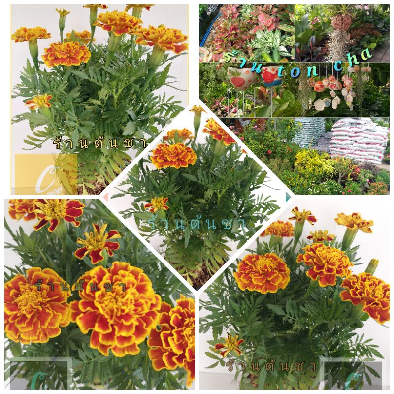 ดาวเรืองฝรั่งเศส-french-marigolds-ดอกสีสันสวยงาม