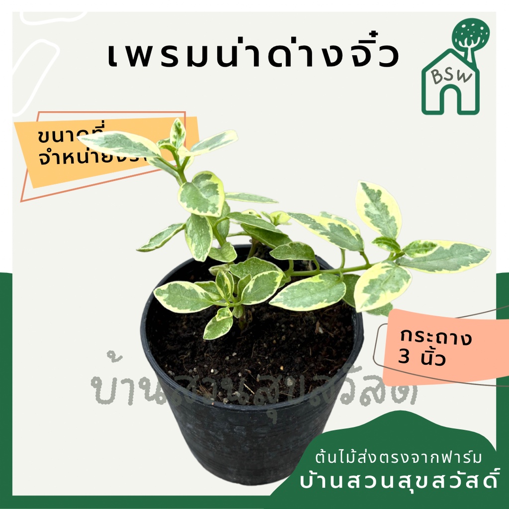 บอนไซ-เพรมน่าด่างไซส์มินิ-เพรมน่าด่างจิ๋ว