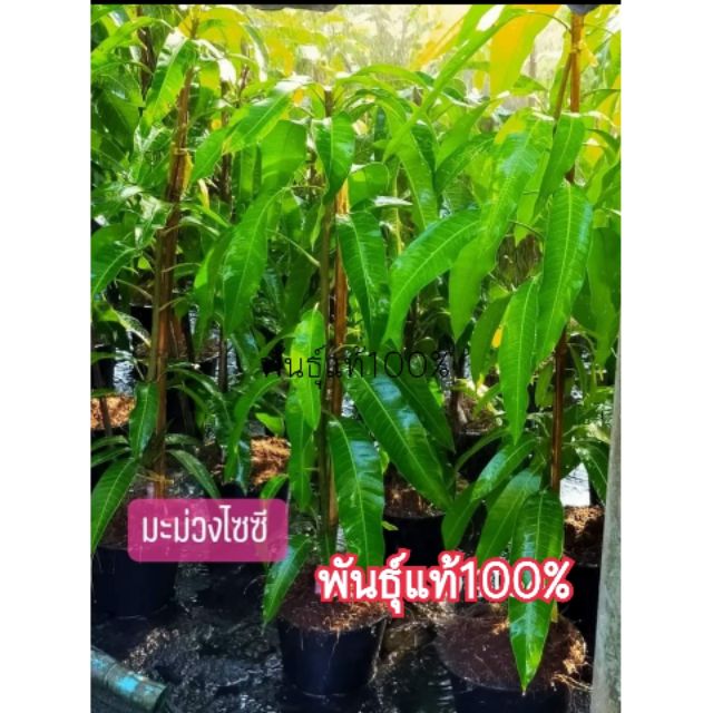 ต้นพันธุ์มะม่วงไซซี-สาวงามไซซี-พันธุ์แท้100