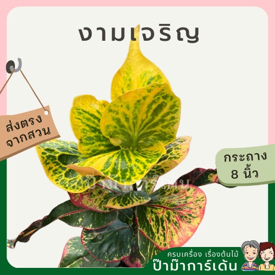 โกสน-งามเจริญส่งพร้อมกระถาง-8-นิ้ว