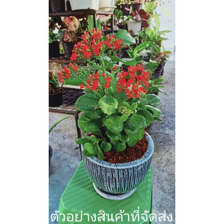 (ขาย ต้นพันธุ์) ดอก ต้น กุหลาบหิน สีแดง กุหลาบ หิน ไม้พารวย