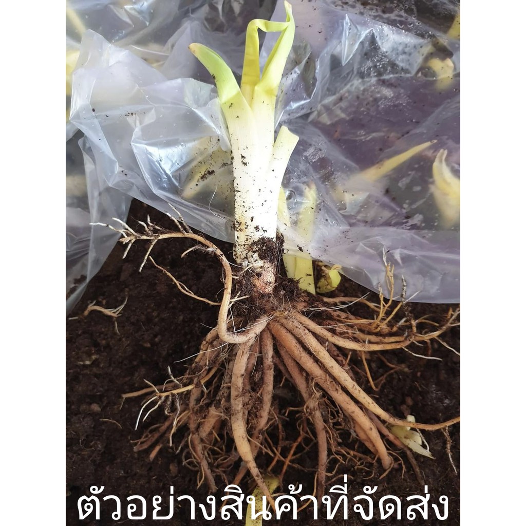 สั่งขั้นต่ำ3หน่อ-ขาย-หน่อพันธุ์-ต้น-หน่อ-เหง้า-หัว-ดอก-hemerocallis-ดอกไม้จีน-แม่ตาล