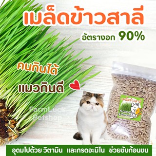 เมล็ดต้นข้าวสาลี หญ้าแมว เป็นเมล็ดพันธุ์ชั้นดี ปลอดสารเคมี 100% สะอาดปลอดภัย มีใยอาหารช่วยปรับสมดุลระบบขับถ่าย