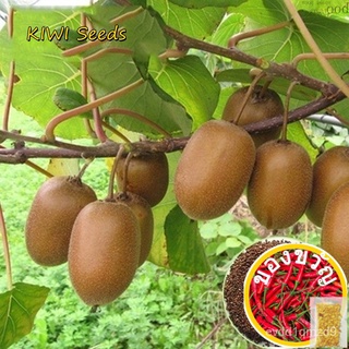 เมล็ดอวบอ้วน100%ปลูกง่าย ปลูกได้ทั่วไทย ของแท้ 100% 300Pcs เมล็ดพันธุ์ กีวี่ KIWI Seeds Fruit Seeds พันธุ์ไม้ผล เมล็ด เม