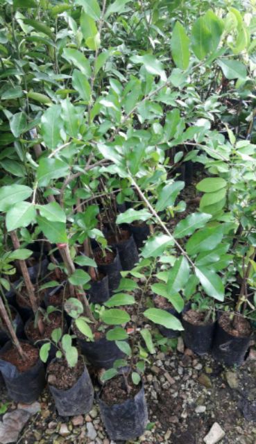 ต้นเชอร์รี่-เชอร์รี่หวาน-กิ่งตอน-รสชาติหวานอมเปรี้ยว-สูง-60-70-cm-1ต้น-แพ็ค