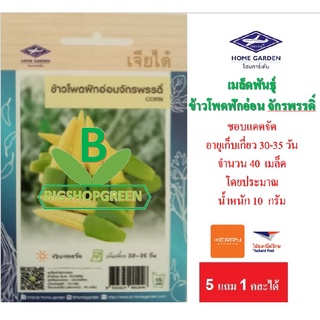 5 ฟรี 1 คละได้ เมล็ดพันธุ์ ข้าวโพดอ่อน จักรพรรดิ์ เจียไต๋ เมล็ดผัก เมล็ดพันธุ์พืช  เมล็ดพืช  เมล็ดพันธุ์ผัก ผักสวนครัว