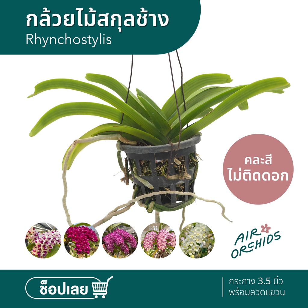 กล้วยไม้สกุลช้าง-rhynchostylis-คละสี-รุ่นไม่ติดดอก-พร้อมลวดแขวน