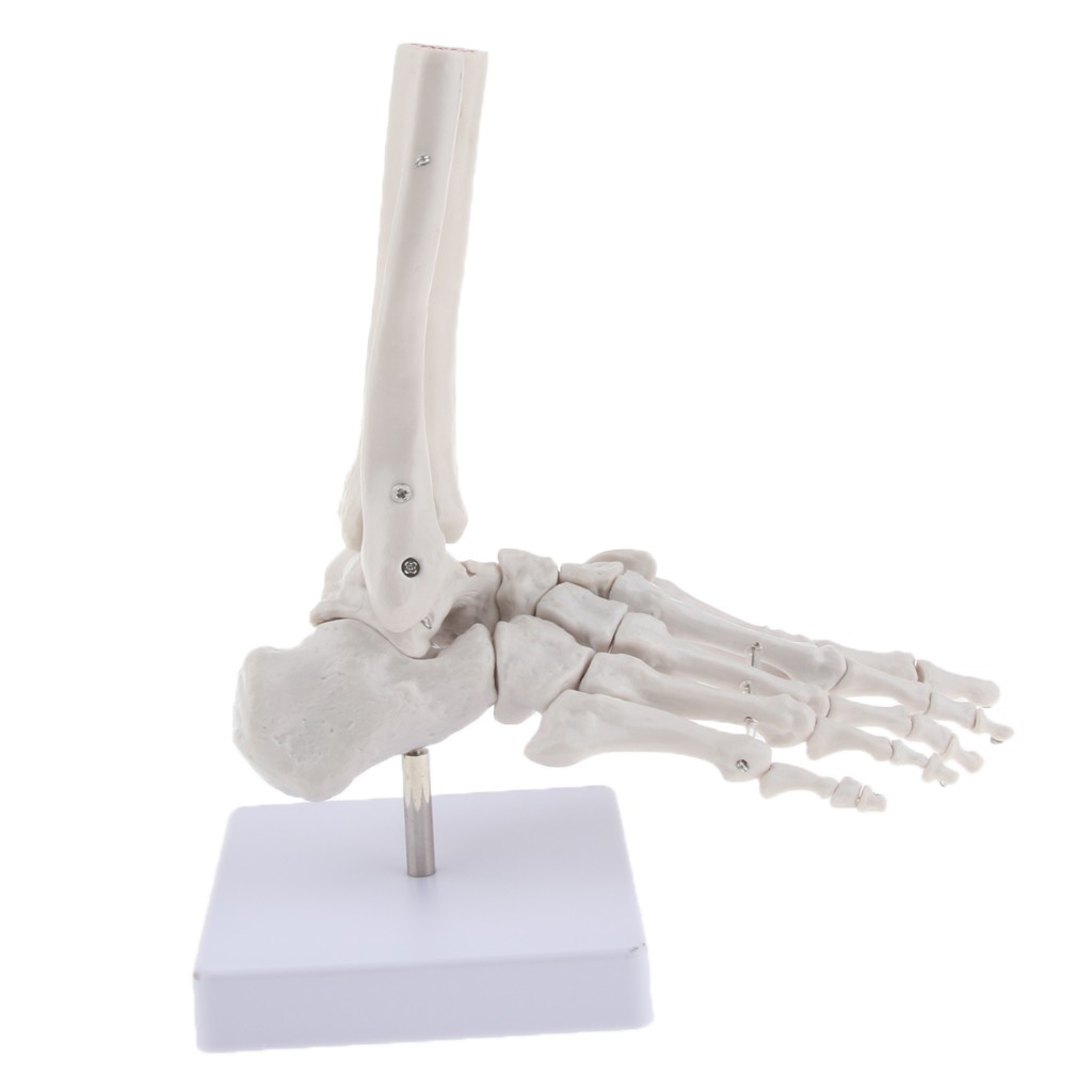 medical-life-size-human-foot-joint-skeleton-anatomical-model-human-anatomy