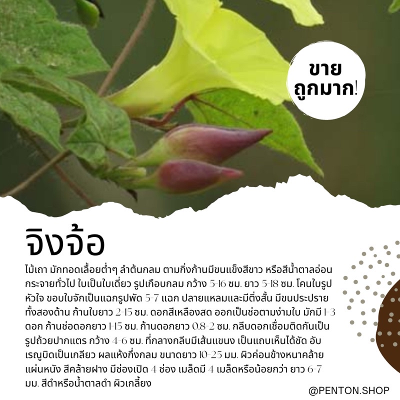 จิงจ้อ-8-เมล็ด-ขั้นต่ำโปรดสั่งสินค้าภายในร้าน-30บาทขึ้นไปค่ะ