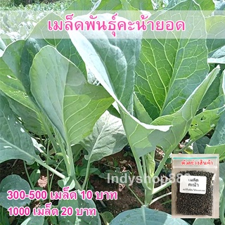 เมล็ดพันธุ์ คะน้า 300-500 เมล็ด เพาะง่าย โตเร็ว  คัดพิเศษ [10 เเถม 1 คละได้]