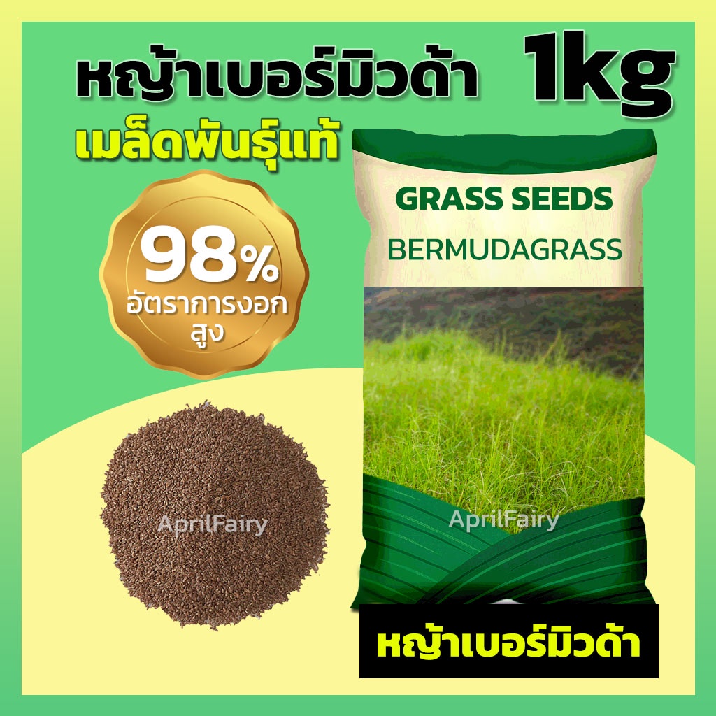 ขายส่ง-1kg-เมล็ดหญ้าเบอร์มิวด้า-เมล็ดพันธุ์-เมล็ด-หญ้าเบอร์มิวด้า-หญ้าเมอบิวด้า-bermuda-grass-seed-เมล็ดพันธุ์แท้