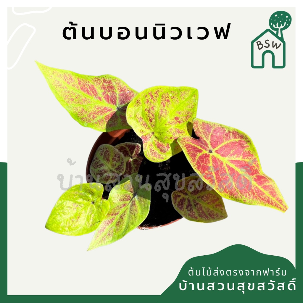 บอนนิวเวฟ-บอนบุษราคัม-มาในกระถางพร้อมตั้ง