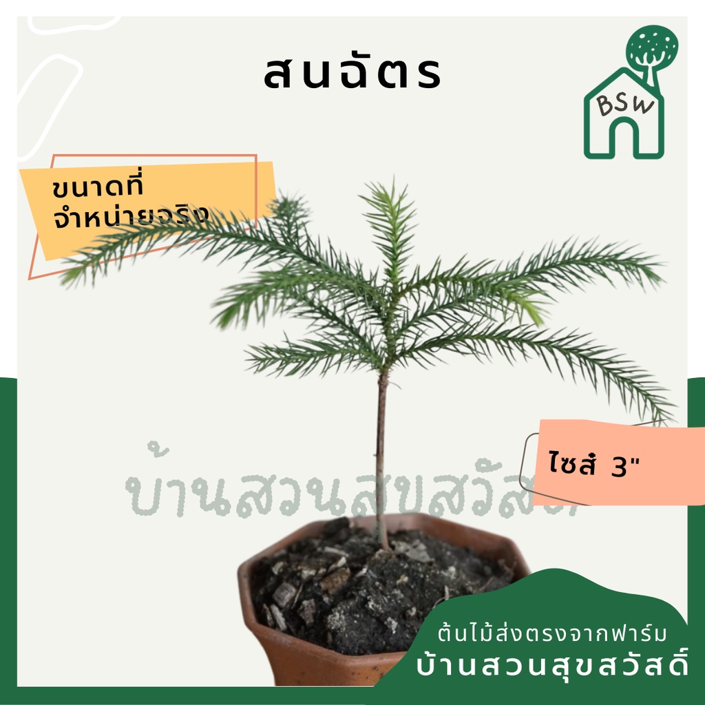 สนฉัตร-ต้นกล้า-มาในกระถางพร้อมตั้ง-ขนาด-3-4-นิ้ว