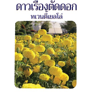 500 เมล็ด -เมล็ดพันธุ์ดาวเรืองตัดดอก ทเวนตี้เยลโล่ ดอกใหญ่ ดอกดก แน่น กลีบแข็งแรง ก้านแข็ง ; ร้าน dddOrchids