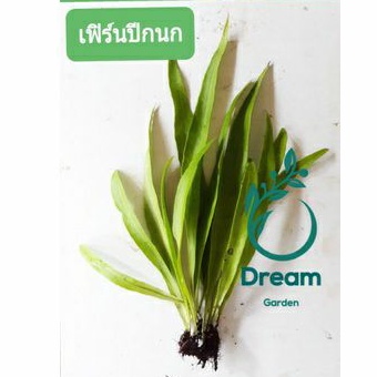 เฟิร์นปีกนก-ความสูง30ซม-ราคาถูกมาก