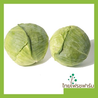 ภาพขนาดย่อของภาพหน้าปกสินค้ากะหล่ำปลีสด ๆ หัวแน่น ๆ (Cabbage White) จากร้าน thaifreshfarm บน Shopee