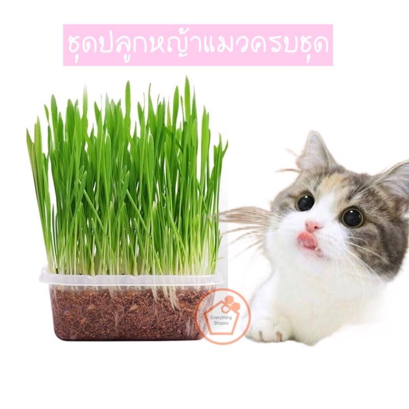 ภาพหน้าปกสินค้าชุดปลูกหญ้าแมวครบชุดพร้อมปลูก +ออแกนิค+ หญ้าแมวแบบกล่อง ต้นอ่อนข้าวสาลี หญ้าเเมว สัตว์เลี้ยง หญ้าแมว