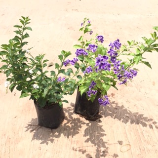 ภาพหน้าปกสินค้าต้นเทียนหยด (สีม่วง/สีขาว) 🌿Duranta, Golden Dewdrop, Crepping Sky Flower, Pigeon Berry ซึ่งคุณอาจชอบสินค้านี้