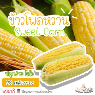 เมล็ดพันธุ์ข้าวโพดหวาน 20เมล็ด อัตราการงอก95% ปลูกง่าย โตไว (แถมฟรี เมล็ดผักทุกออเดอร์)