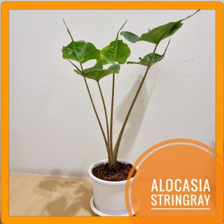 [Bytong Store] Alocasia Stringray อโลคาเซีย หางกระเบน ในกระถางขาว+จานรอง ว่าน ไม้ฟอกอากาศ ต้นไม้หายาก แต่งบ้าน ของขวัญ