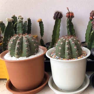 [ถูกสุด] Cactus เมโลแคคตัส ฟ้า ขนาด 12-14 ซม กระบองเพชร แคคตัส