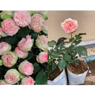 กุหลาบดอกกลม Charming piano Rose