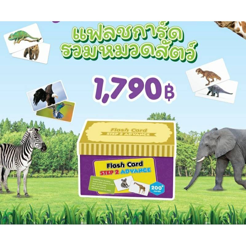 แฟลชการ์ดรวมหมวดสัตว์-ฟรี-ไฟล์เสียง-flashcard-step2-animal-set